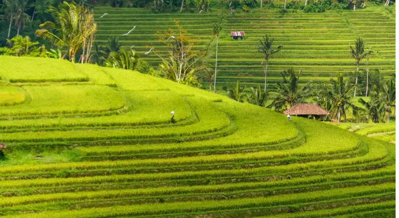 Bali — Bali, Indonezi — foto 4 nga 6